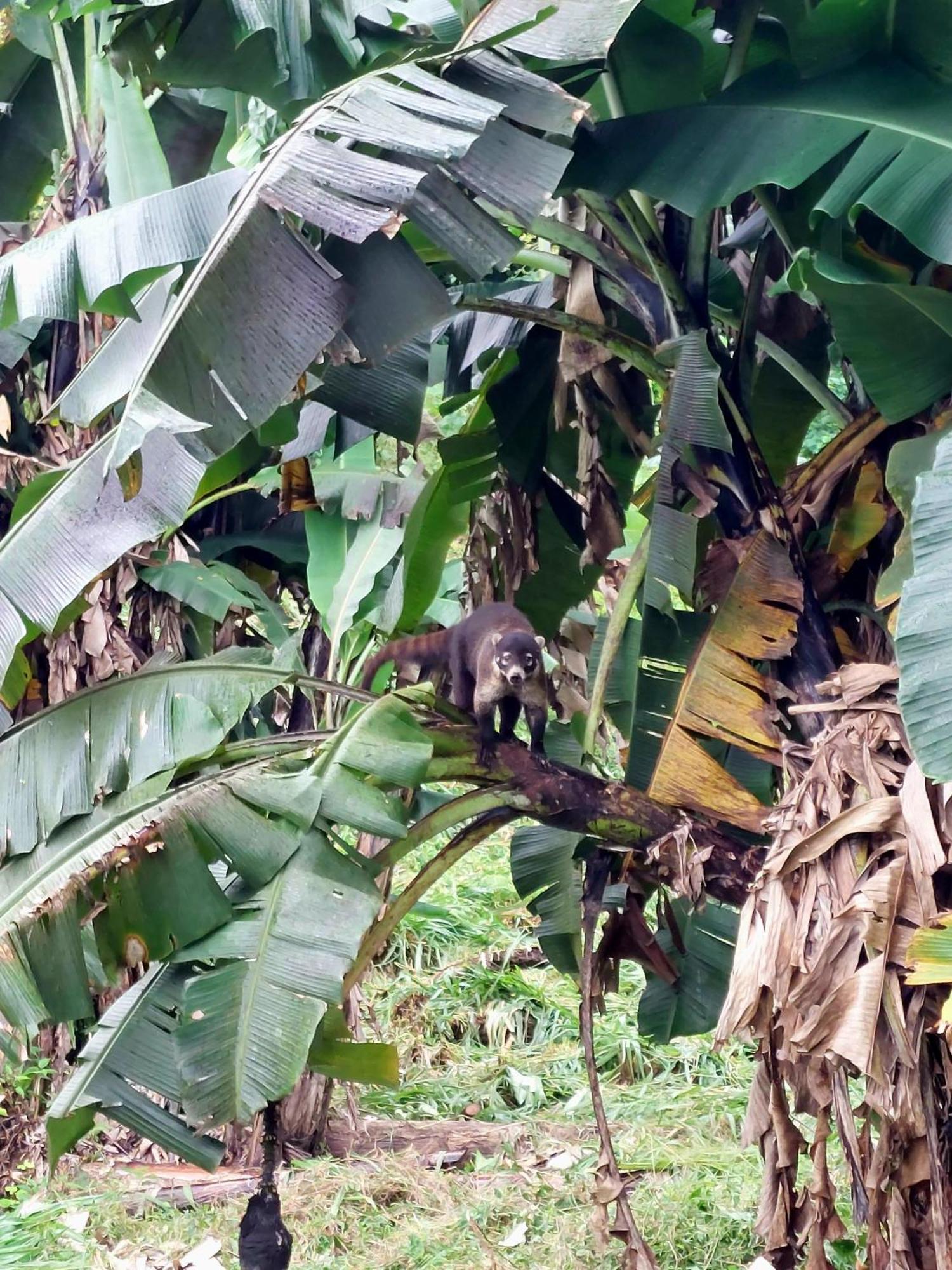 Rustico Villa Arenal La Fortuna Bagian luar foto