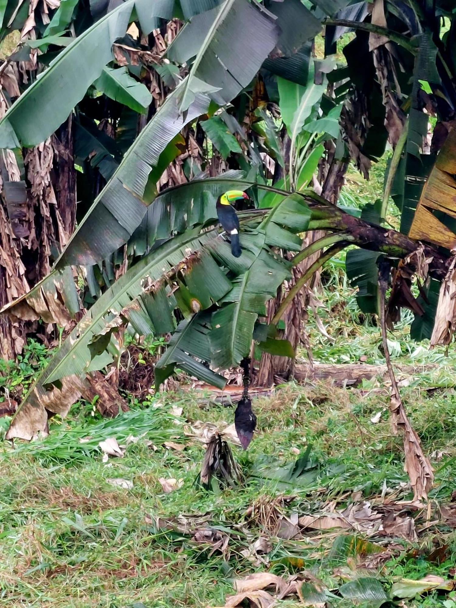 Rustico Villa Arenal La Fortuna Bagian luar foto